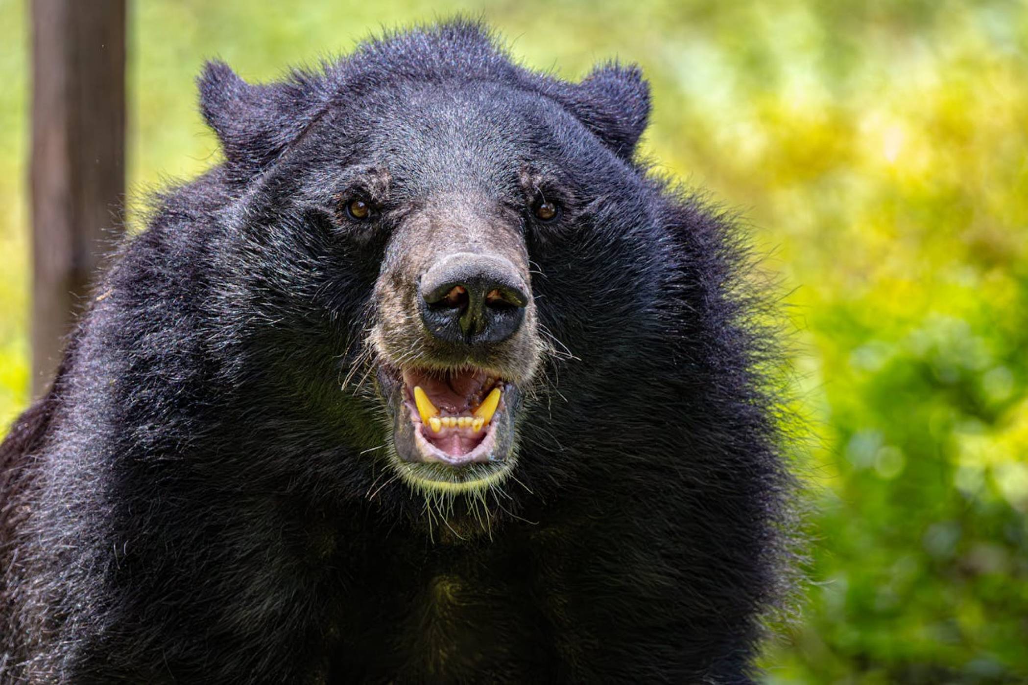 След рекорден брой фатални нападения на мечки, японски град отвръща на удара с дронове