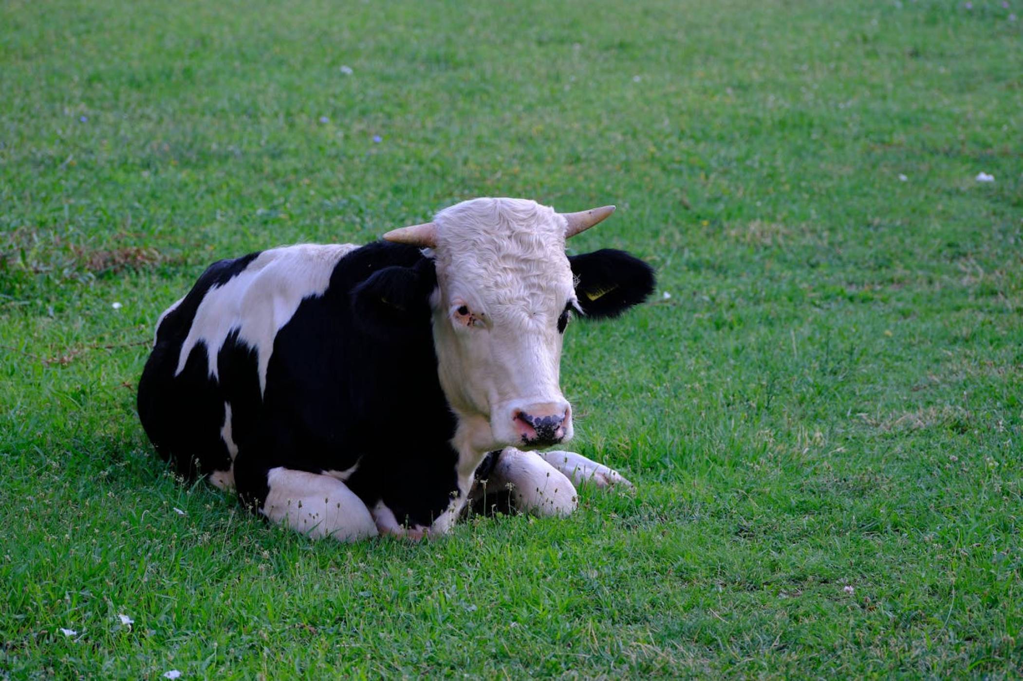 Неподозирана интелигентност при едрия рогат добитък: крава използва хитро четка, за да се почеше 