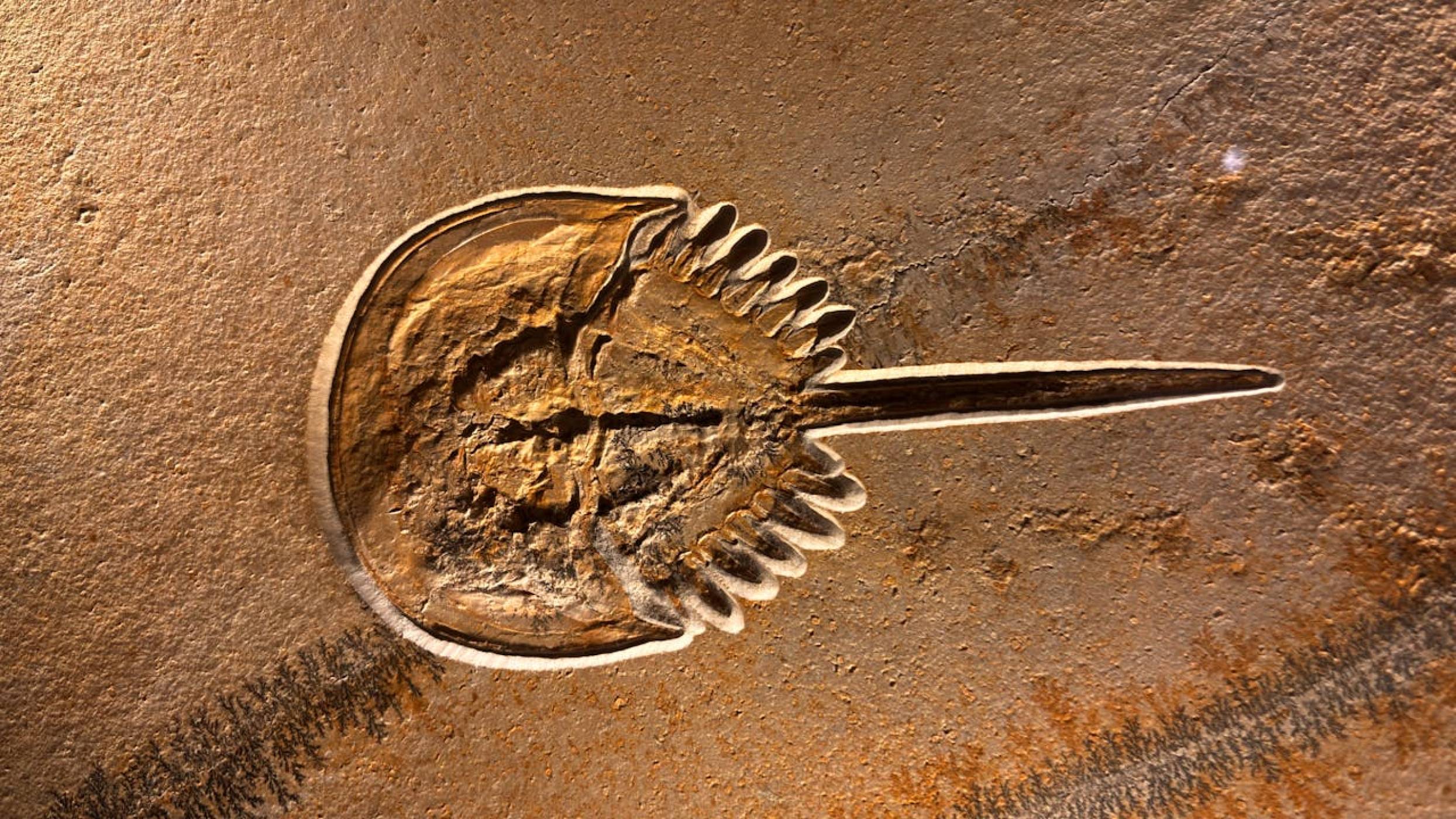 Древни фосили разкриват, че най-старите ни известни предци са имали четири очи