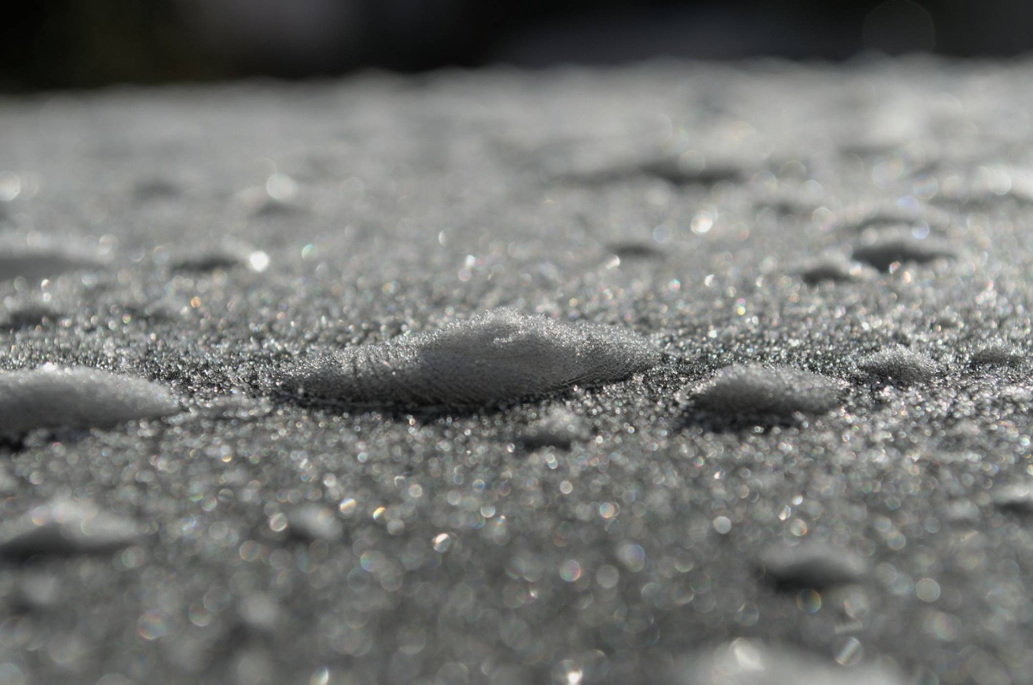 Почвен организъм, способен да замразява вода, може да се окаже ключ към манипулирането на времето