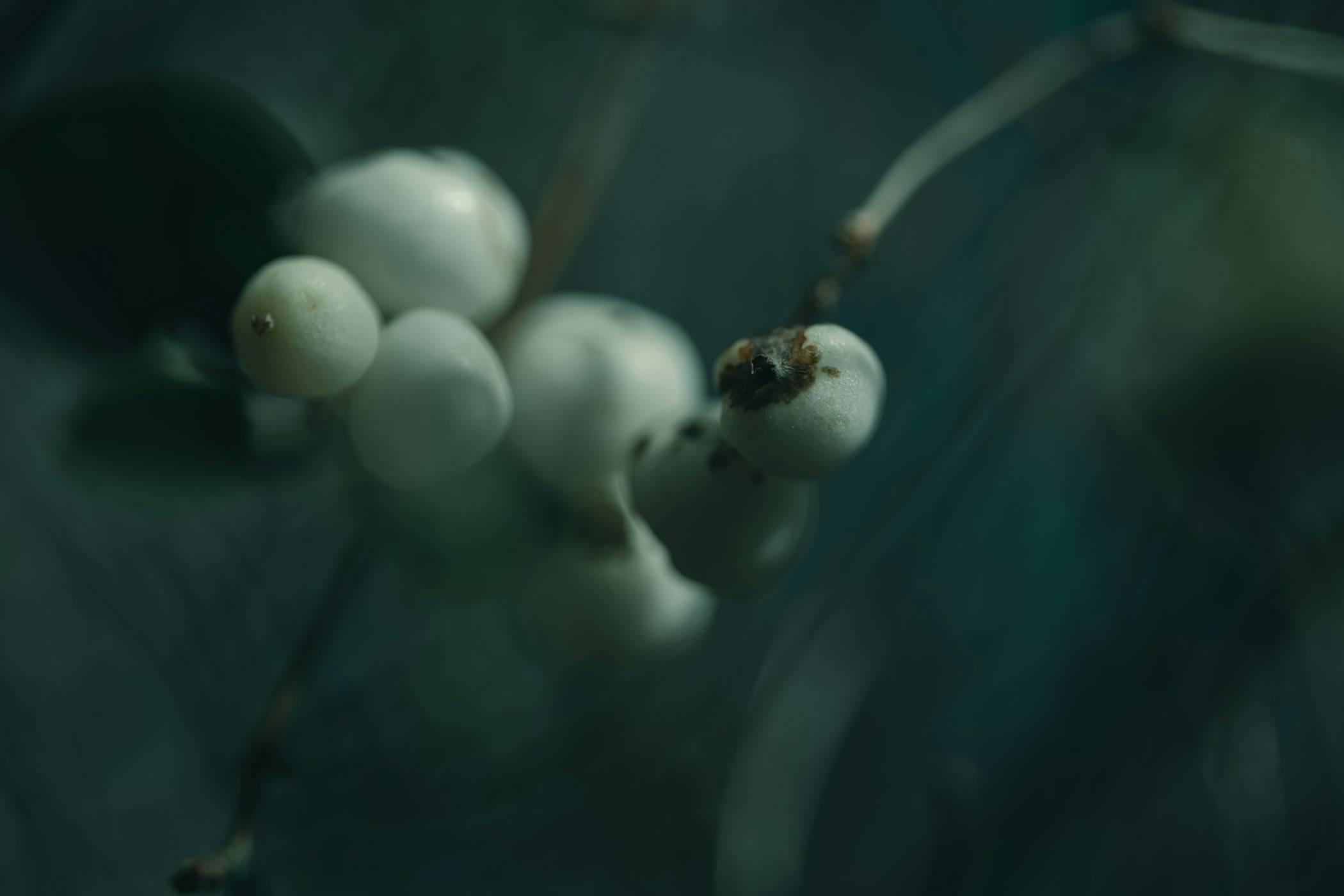 Летящи насекоми и хищник се оказват потенциалните - и доста стряскащи - обитатели на Марс