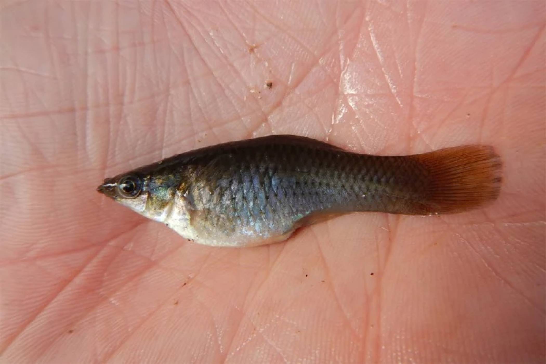 Този вид риба, състоящ се изцяло от женски екземпляри, се размножава безполово, като се клонира