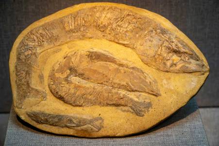 Откриха странна структура с формата на топка във вътрешността на древни фосили, която не би трябвало да съществува