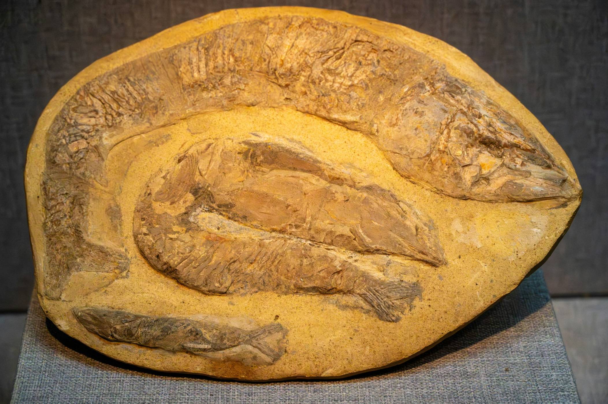 Откриха странна структура с формата на топка във вътрешността на древни фосили, която не би трябвало да съществува