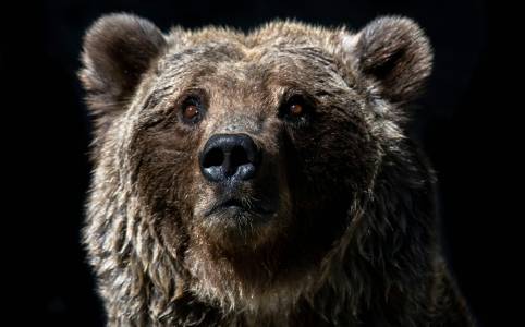 Япония в надпревара с времето, създавайки роботи-вълци, които да се борят с мечки-убийци (ВИДЕО)